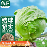 寿禾 圆生菜种子苗结球冬春盆栽蔬菜种籽 绿翡翠结球生菜种子10g*2袋