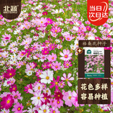 北蔬 格桑花种子苗波斯菊开花四季播种庭院花卉籽子 格桑花种子200粒