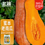 北蔬 南瓜种子苗甜糯板栗味老品种杂交蔬菜种籽 糯妃20老蜜本种子20粒