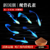 疯狂水草孔雀鱼活体水族宠物观赏鱼冷水耐活小型热带鱼淡水鱼苗 【B大型3-5cm】 新国潮-观背孔雀4条