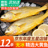 弹指鲜生 黄花鱼 活冻大黄鱼 冷冻鱼类 节日送礼 【无冰净重】大黄鱼12条6斤