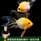 云峰海瑞 小型热带鱼观赏鱼活体红绿灯鱼淡水水族鱼宠物虎(四间鱼)皮鱼 金波子鱼2条（2-3CM）