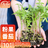 寿禾 蔬菜苗活苗带土发货大全菜苗种苗冬春各种秧苗山东寿光苗子阳台 [沙瓤]粉冠番茄苗 12棵