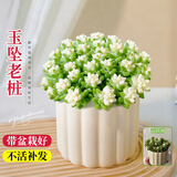 花翁多肉雪花玉坠老桩植物室内桌面新手活办公室群生多头盆栽源头直发