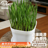 寿禾 花盆超小塑料园艺种植多肉盆栽带托盘 韦尼恩盆含托1个装