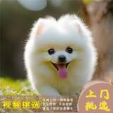 梦茜儿纯种博美犬球形博美幼犬活体宠物狗狗茶杯犬博美狗小白狗小体博美 博美犬 2026-06-30 博美犬 宠物级 精品款 公
