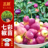 北蔬 七彩辣椒苗观赏食用泡椒秋冬蔬菜苗 七彩辣椒苗6棵源头直发包邮