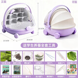 沃绣 蚕宝宝当天发货 活蚕宝宝蚕卵小蚕彩色蚕新鲜桑叶学生养蚕套装 紫色太空舱1龄蚕30条套装