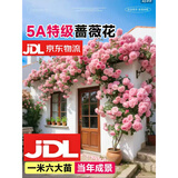 欧芽蔷薇花苗藤本月季花树特大庭院爬藤植物阳台花卉爬墙玫瑰耐寒盆栽 粉色龙沙宝石(大花) 1.3-1.5米高度