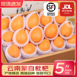 优味集【顺丰JD】枇杷新鲜水果云南蒙自琵琶止咳整箱鲜果中秋节日礼品 净重500g（尝鲜果14-20g）