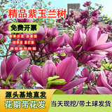 滨淇玉兰花树苗紫玉兰庭院风景树绿化苗紫玉兰地径2公分粗1棵源头直发