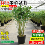 蓝桂圆米竹盆栽绿植室内观赏竹常青办公室禅意40-50棵原盆土 源头直发