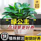 开时果 大盆大叶金钻绿公主盆栽 水培绿植办公室内好养大叶绿萝植物盆景 【约25-35cm】精品A级金钻+不规则瓷盆