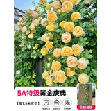 欧芽蔷薇花苗藤本月季花树特大庭院爬藤植物阳台花卉爬墙玫瑰耐寒盆栽 黄金庆典(大花) 1.3-1.5米高度