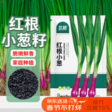 北蔬 小香葱种子苗红葱种头四季庭院阳台种菜籽 红根小葱种子约600粒