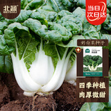 北蔬奶白菜种子四季奶油小青菜矮脚白蔬菜种籽 奶白菜种子5g约2200粒