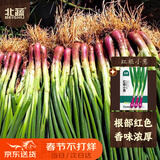 北蔬 红根小香葱种子种苗红葱头小葱四季蔬菜种籽 红根小葱种子1200粒