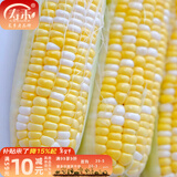 寿禾 超甜水果玉米种子大全紫糯黑甜糯可生食粘甜种孑冬春季寿光蔬菜 [黄白]金辉甜玉米种子100g