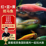 云峰海瑞热带鱼 观赏鱼 观赏鱼小型 斑马鱼 活体 热带鱼活体 小型鱼 活鱼 红+蓝+黄斑马（共20条）
