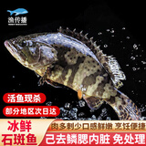 渔传播海南冰鲜三去龙趸石斑鱼 净含量1斤/条 活鱼现杀鱼类源头直发