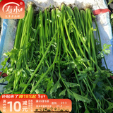 寿禾 芹菜种子香芹四季山芹阳台盆栽种菜蔬菜种冬春季菜种籽 翠竹鲍芹种子 20g