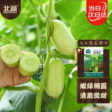 北蔬 黄瓜种子种苗无刺迷你水果黄瓜青瓜蔬菜种籽 玉女黄瓜种子50粒