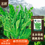 北蔬 豌豆尖种子苗芽苗菜冬春四季吃苗蔬菜籽 北蔬鲜嫩豌豆尖种子200g