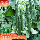 寿禾 旱黄瓜种子强雌籽种各种水果青瓜春季四季蔬菜寿光种籽 中寿35大黄瓜新二代种子60粒