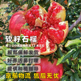 滨淇石榴树苗果树苗突尼斯软籽石榴苗南北方种植5厘米粗1棵源头直发