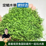 云峰海瑞 鱼缸造景真活体水草草坪水草种子鱼缸草缸造景水族箱装饰前景 迷你矮珍珠网片（7x7cm）1份