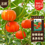 北蔬 南瓜种子苗甜糯面板栗四季庭院田间蔬菜种籽 红宝石南瓜种子10粒