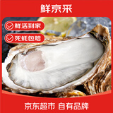 鲜京采鲜活乳山生蚝6XL 净重5斤 6-8只 鲜活到家 源头直发 中秋 家宴