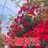 【大棚拆迁】藤本月季花苗大花四季开花蔷薇爬藤庭院爬墙盆栽阳台 小花I红木香【爬藤】 【开花爆满】8年苗（买一送一）