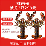 鲜京采【保活】鲜活波士顿龙虾800-1000g/2只 保活到家 源头直发年货