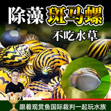 美人雾 观赏螺水族活体缸壁除藻螺鱼缸除藻清淤活化床底 除藻斑马螺1-1.5cm3+1备损 共4个