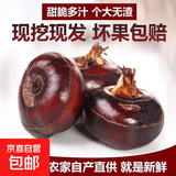 【东东买菜】新鲜马蹄荸荠当季现挖直发荸荠水果包邮脆甜多汁 新鲜马蹄 带箱1斤