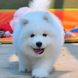 采蘩纯种萨摩耶幼犬大骨架雪橇犬 宠物级 公