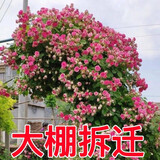 【大棚拆迁】藤本月季花苗大花四季开花蔷薇爬藤庭院爬墙盆栽阳台 小花I胭脂扣【爬藤】 【开花爆满】8年苗（买一送一）