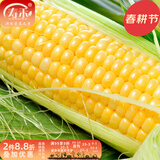 寿禾 超甜水果玉米种子大全紫糯黑甜糯可生食粘甜种孑冬春季寿光蔬菜 黄甜型 绿色超人种子50g约350粒