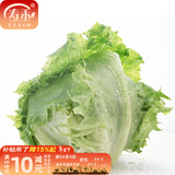 寿禾 生菜种子四季播紫色春季蔬菜莱种紫叶家庭种寿光菜籽叶菜种籽 （家庭种）结球生菜种子5g