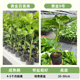 琅阙黄金百香果树苗黄金9号庭院地栽嫁接果苗盆栽4棵20-30cm源头直发