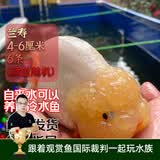 云峰海瑞观赏金鱼 冷水鱼 观赏鱼耐活鱼 活体鱼 淡水鱼小金鱼活鱼锦鲤活鱼 兰寿4-6厘米6条（颜色随机）