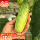 寿禾 旱黄瓜种子强雌籽种各种水果青瓜春季四季蔬菜寿光种籽 春秋水果黄瓜种子60粒