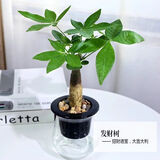 锦枫锦枫（jinfeng）办公室水培绿植花卉盆栽玻璃花盆水培植物 发财树 含盆栽好