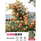 欧芽蔷薇花苗藤本月季花树特大庭院爬藤植物阳台花卉爬墙玫瑰耐寒盆栽 夏洛特夫人(大花) 1.3-1.5米高度