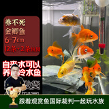 云峰海瑞观赏金鱼 冷水鱼 观赏鱼耐活鱼 活体鱼 淡水鱼小金鱼活鱼锦鲤活鱼 养不死金鲫鱼6-7cm12条+2条抵损