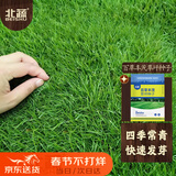 北蔬 高档草坪种子护坡草籽矮生四季青庭院绿化 百草丰茂草坪种子1斤