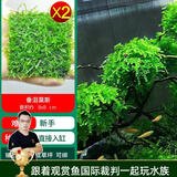 云峰海瑞 鱼缸水草前景莫丝莫斯水草水族箱造景套餐水草活体草缸造景装饰 垂泪8*8网片定植2片装