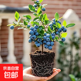 蓝莓树苗南方北方庭院阳台地栽盆栽种植大果苗耐寒耐热果树苗大全 蓝莓苗：3年苗30-40CM【春季带花或带果】一盆