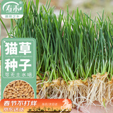 寿禾猫草种子水培小麦草麦苗盆栽芽苗菜种植 潍丰猫草种子50g约1000粒